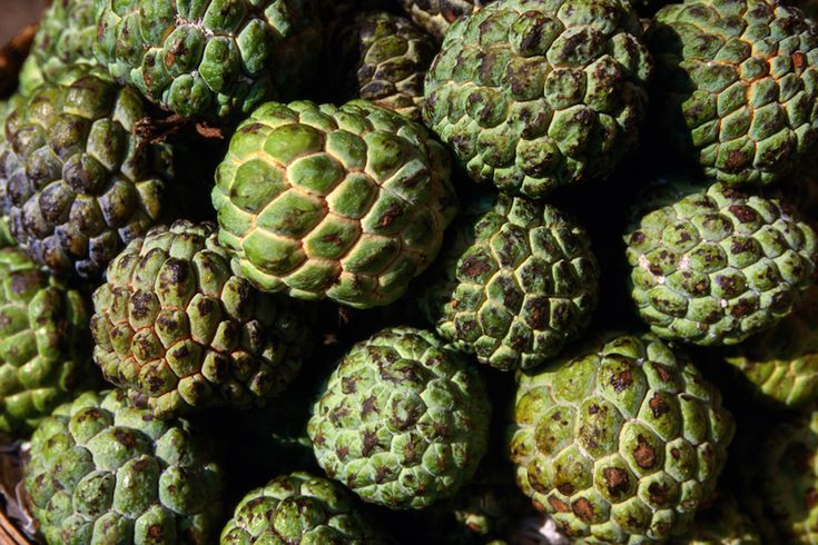 Benefits of Custard Apples for Humans